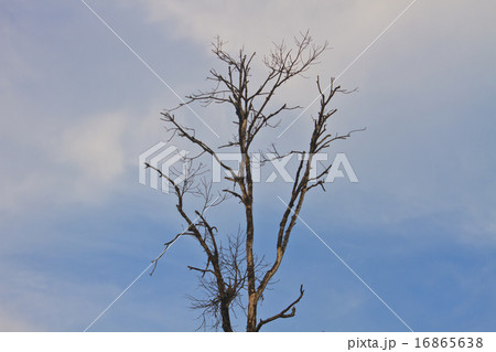 dead tree on sky background dead tree on sky background 16865638