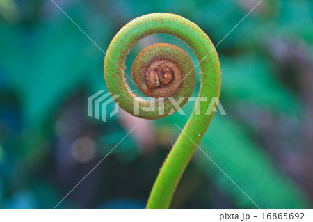 fern leaf 16865692