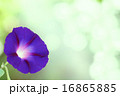 一輪の紫色の朝顔 16865885