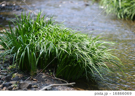 清流のセキショウ 16866069