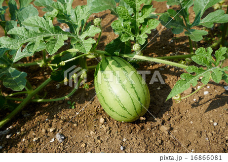 土の上を這う西瓜、受粉後五日目の生育状態 土の上を這う西瓜、受粉後五日目の生育状態 16866081