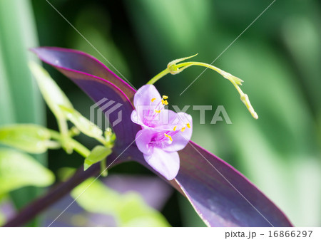 紫御殿 紫御殿 16866297