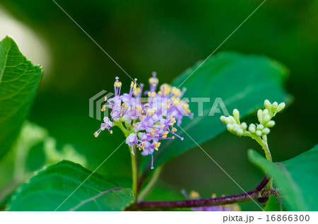 小紫の花 小紫の花 16866300
