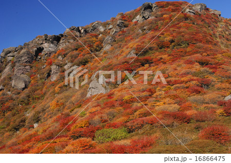 紅葉 16866475