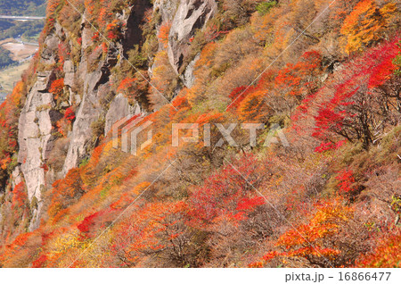 紅葉 16866477