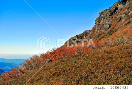 紅葉 16866485
