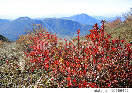 紅葉 16866491