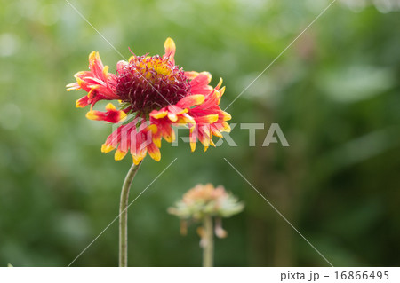 テンニンギク 16866495