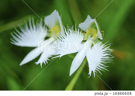 サギソウ 16866608