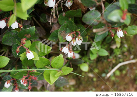 アカモノ 16867216