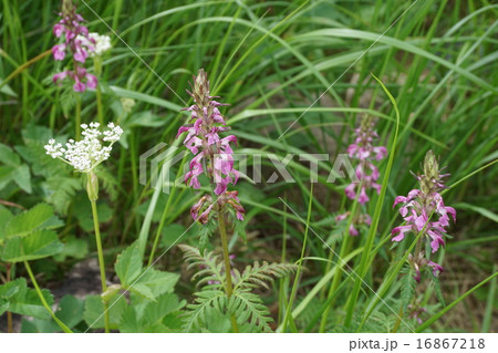 ヨツバシオガマ 16867218