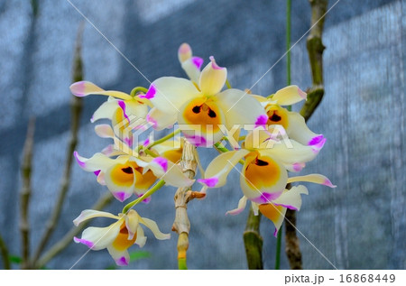 デンドロビウム・ウォーディアヌム デンドロビウム・ウォーディアヌム 16868449