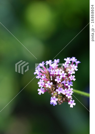 ヤナギハナガサ(柳花笠) ヤナギハナガサ(柳花笠) 16868604