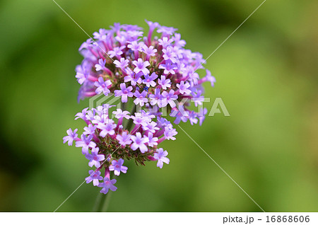 ヤナギハナガサ(柳花笠) ヤナギハナガサ(柳花笠) 16868606