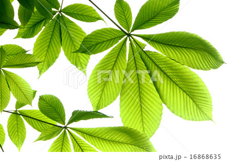 ホオの葉 16868635