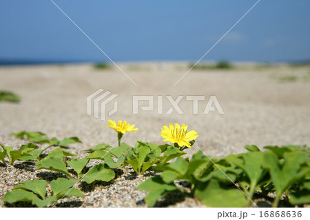 ハマニガナ 16868636