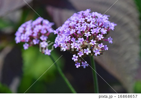 ヤナギハナガサ(柳花笠) ヤナギハナガサ(柳花笠) 16868657