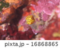 ミナミハコフグ 16868865