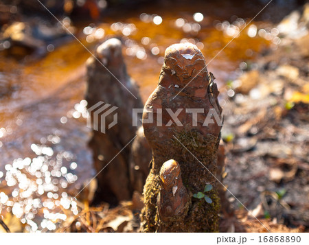 ラクウショウの気根 16868890