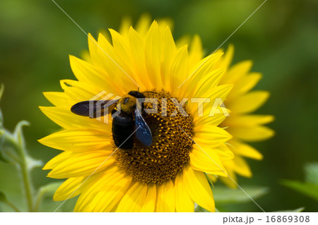 ひまわりと熊蜂 ひまわりと熊蜂 16869308
