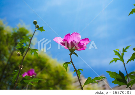 ムクゲの花　（八重咲き） 16870305
