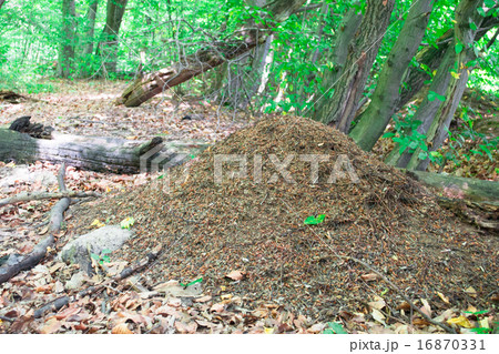 The big ant hill in coniferous wood 16870331