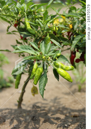 シシトウ 16870579