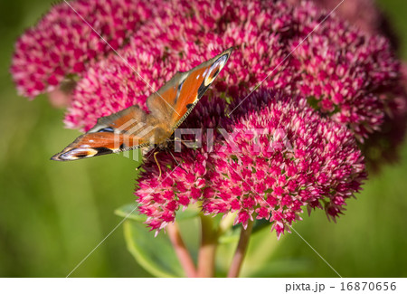 Peacock butterfly feeding on nectar Peacock butterfly feeding on nectar 16870656
