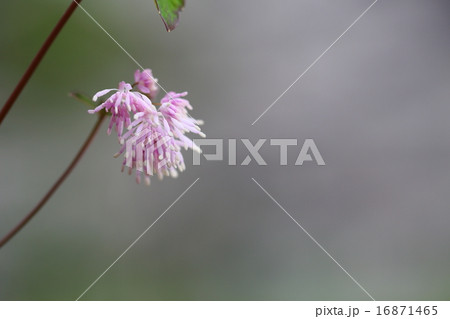 絶滅危惧植物　ムラサキカラマツ　絶滅危惧IB類(EN) 16871465