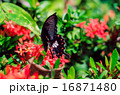Black butterfly landing on red flower 16871480