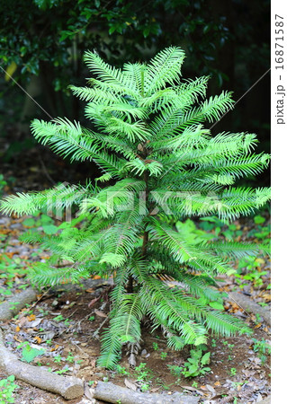 絶滅危惧植物 ウォレミア 絶滅危惧IB類(EN) 絶滅危惧植物 ウォレミア 絶滅危惧IB類(EN) 16871587
