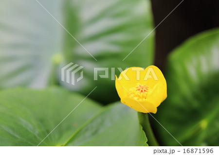 絶滅危惧植物　オゼコウホネ　絶滅危惧II類(VU) 16871596