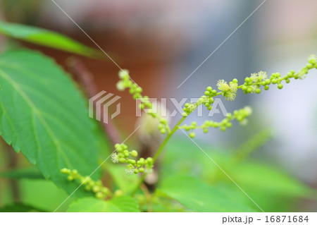絶滅危惧植物 エノキフジ 絶滅危惧IA類(CR) 絶滅危惧植物 エノキフジ 絶滅危惧IA類(CR) 16871684