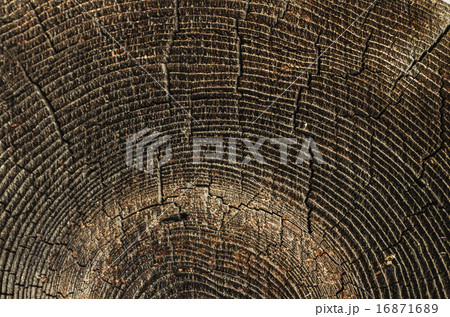 Old tree texture Old tree texture 16871689