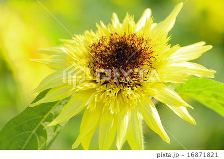 ひまわりに想いを込めて ひまわりに想いを込めて 16871821