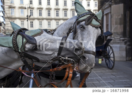 two horses in vienna 16871998