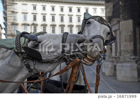two horses in love in Vienna 16871999
