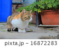 猫 16872283