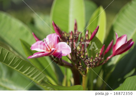 プルメリア プルメリア 16872350