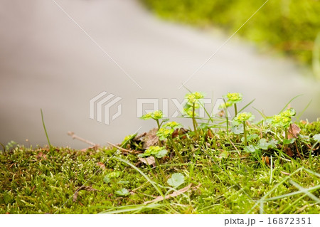 Short stalks of flowers on mossy boulder at stream 16872351