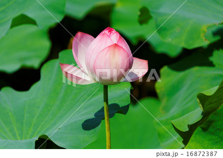 上野のハス池の咲き始めのハスの花 16872387