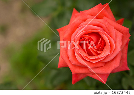 バラ（フェリシティケンダル） 16872445