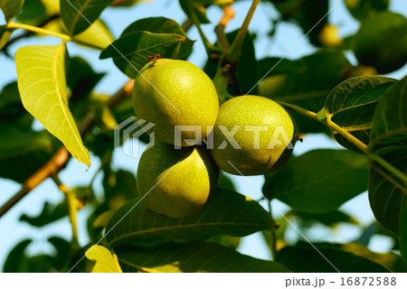Walnuts on a tree at sunset 16872588