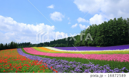 彩りの畑、鮮やか 彩りの畑、鮮やか 16872589