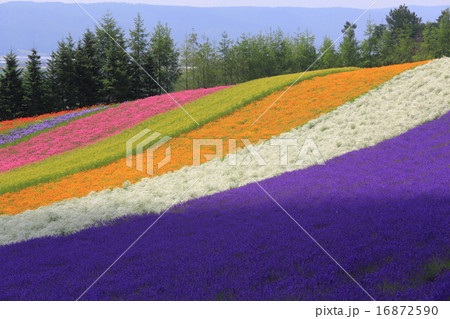 虹色の波 16872590