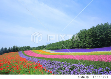 彩りの波 彩りの波 16872591