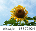 ひまわり 16872924
