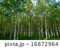 lapland 白樺の林 16872964