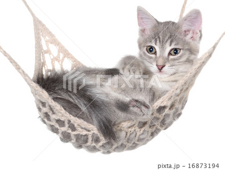 Cute striated kitten sleeping in hammock Cute striated kitten sleeping in hammock 16873194