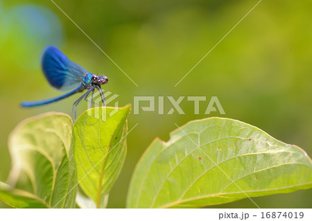 dragonfly in forest dragonfly in forest 16874019